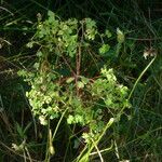 Euphorbia portlandica অভ্যাস