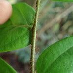 Anisophyllea purpurascens Leaf