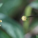 Acmella uliginosa Flower