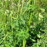 Heracleum sphondylium ഇല