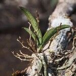 Sarcochilus hillii Corteza