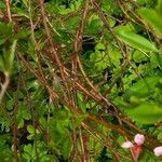 Prunus tenella പുറംതൊലി