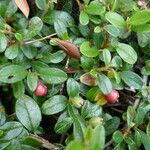 Cotoneaster integrifolius Vrucht