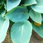 Hosta sieboldianaLeaf