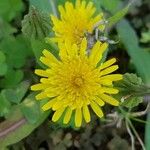 Sonchus oleraceus 花