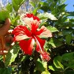 Hibiscus rosa-sinensisFlors