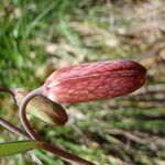 Fritillaria gentneri 花