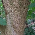 Acer cissifolium Casca
