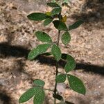 Cytisus villosus List