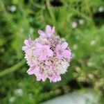 Armeria arenaria Elinympäristö