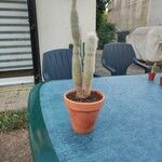 Cleistocactus strausii Blatt