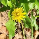 Leontodon tuberosus Flower