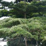 Terminalia ivorensis Yeri