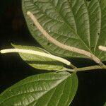 Piper curvipilum Lehti