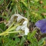 Achillea erba-rotta 花