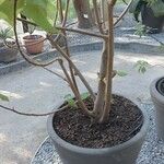Sparrmannia africana ശീലം