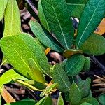 Chrysolepis sempervirens Leaf