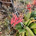 Aloe secundiflora Flower