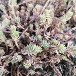 Sedum rupestre Yaprak