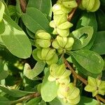 Exochorda × macrantha Fruit