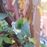 Solanum villosum Flower