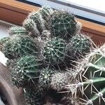 Echinopsis oxygona Hábito