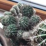 Echinopsis oxygona Habitus