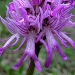 Orchis simia Blomma