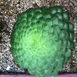 Aeonium tabulaeforme 形态