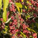 Elaeagnus umbellata Hedelmä