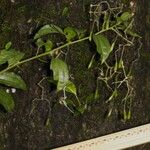 Sparattanthelium amazonum Mosusu