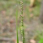 Setaria gausa Flower