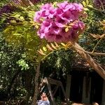 Jacaranda puberula Flor