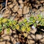 Maerua crassifolia Цвят