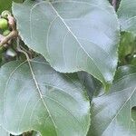 Hovenia dulcis Leaf