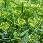 Heracleum sphondylium Fruit