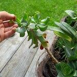 Crassula arborescens Frunză