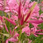 Nerine undulata Flower