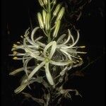 Chlorogalum pomeridianum Flor