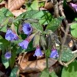 Pulmonaria officinalis Otro