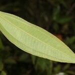 Miconia leamarginata Outro