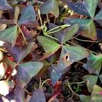 Oxalis triangularis Blatt