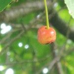 Prunus cerasusFruit