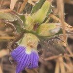 Blepharis linariifolia Flower