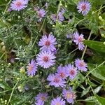 Symphyotrichum novi-belgii Flor