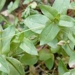 Lysimachia arvensis Feuille