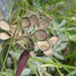 Alyssum montanum Frucht