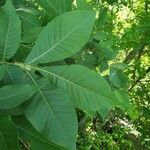 Carya glabra Leaf