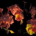 Cattleya trianae Квітка