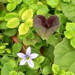 Lobelia pedunculata Fleur